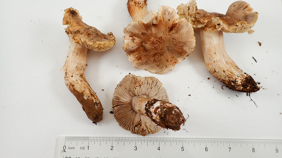 Tricholoma luteomaculosum image