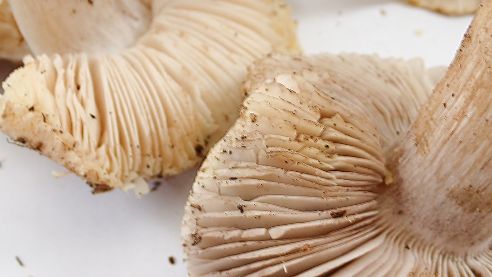 Tricholoma luteomaculosum image