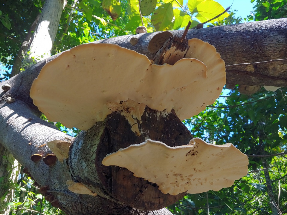 Trametes ectypa image