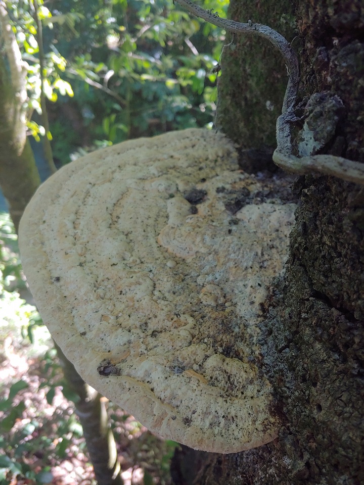 Rigidoporus ulmarius image