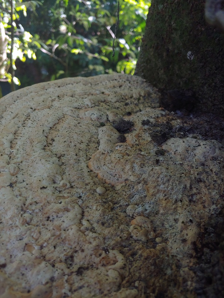Rigidoporus ulmarius image