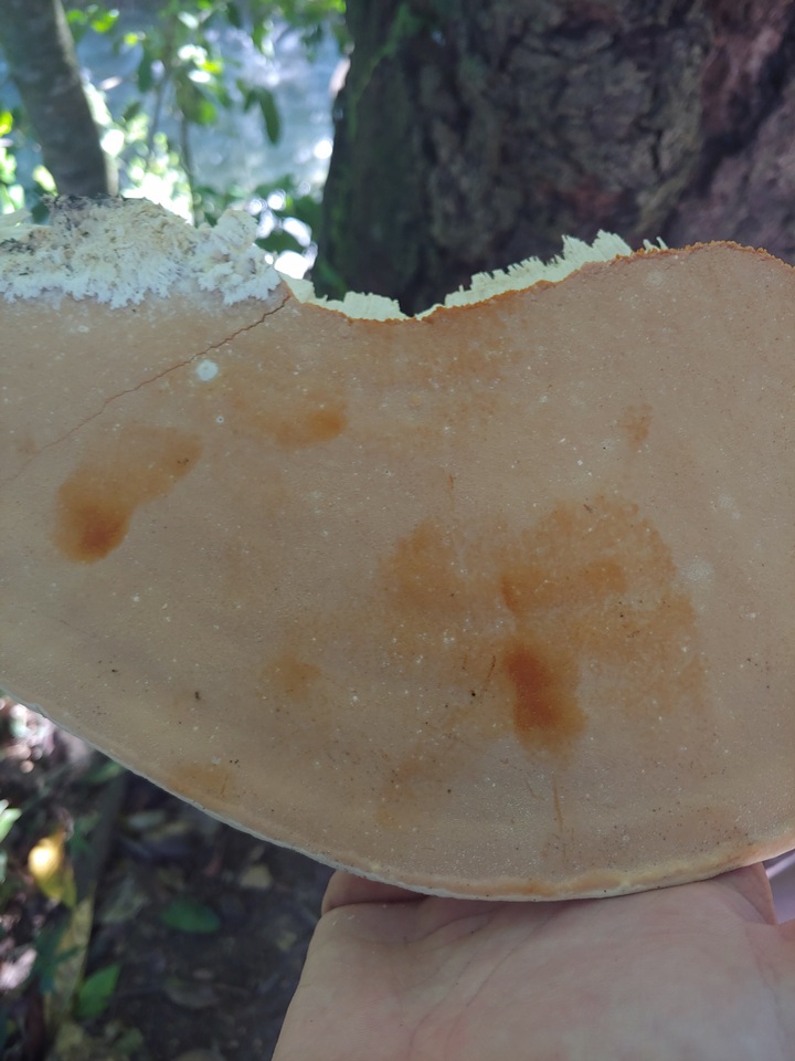 Rigidoporus ulmarius image
