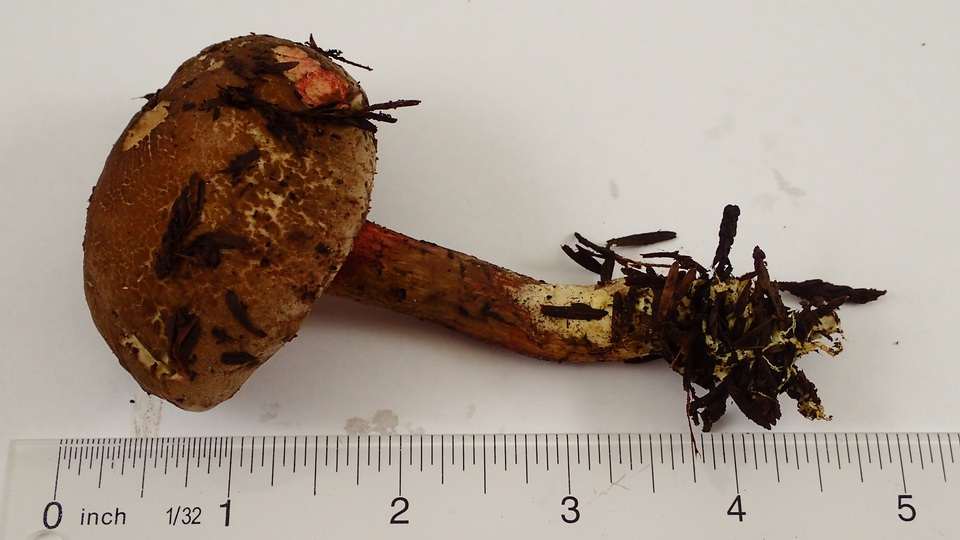 Xerocomellus diffractus image