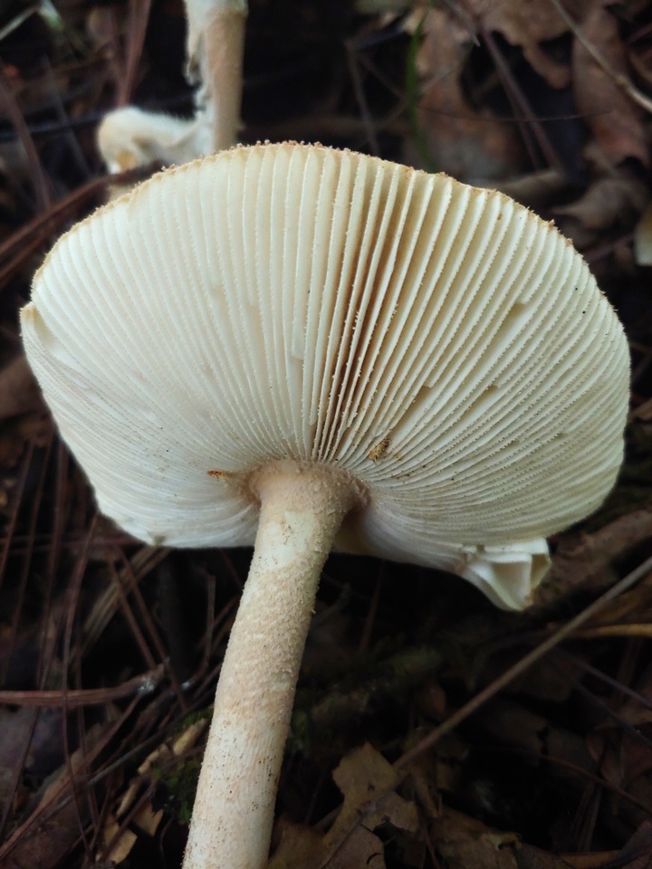 Amanita cruzii image