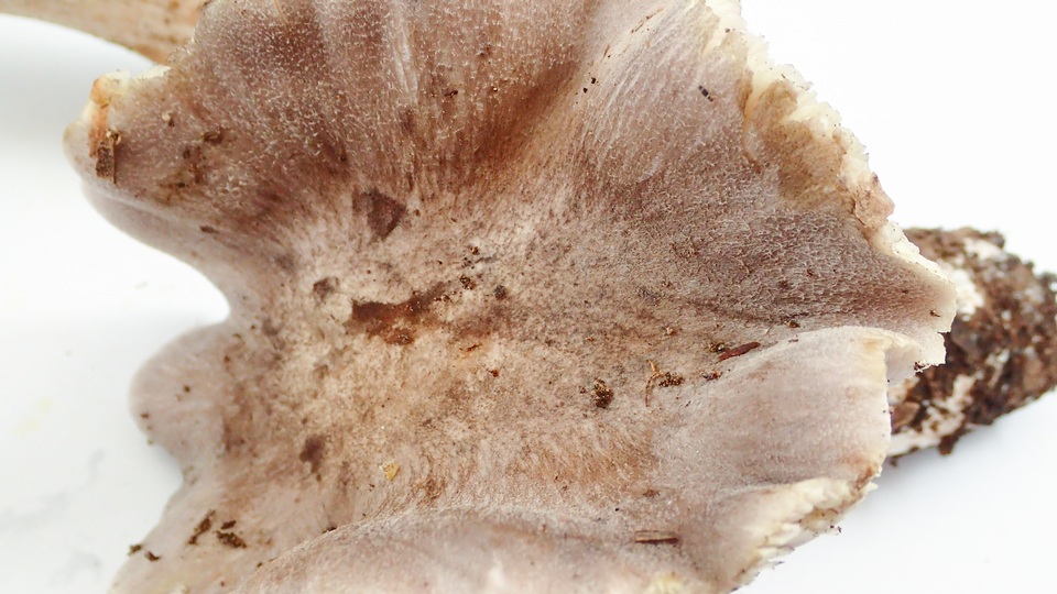 Tricholoma luteomaculosum image
