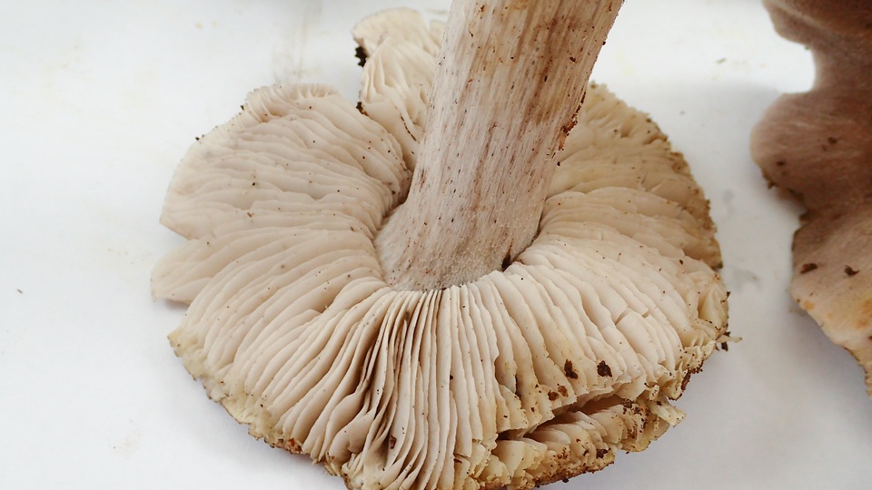 Tricholoma luteomaculosum image