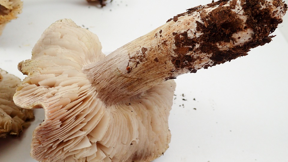 Tricholoma luteomaculosum image