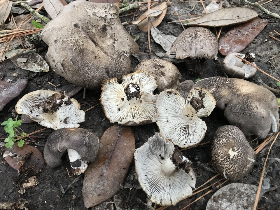 Tricholoma venenatum image