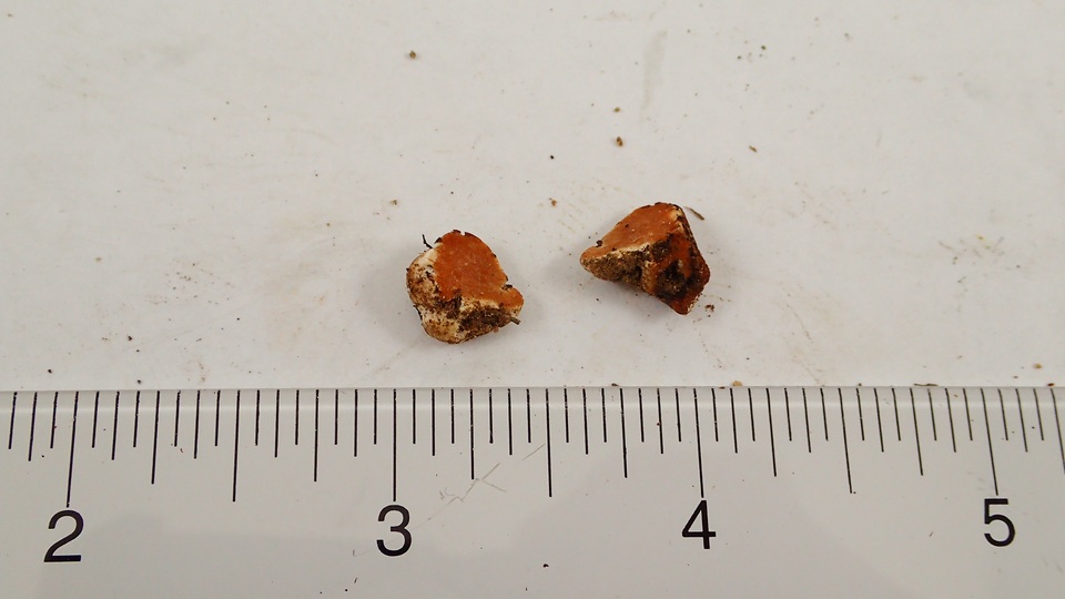 Hymenogaster occidentalis image