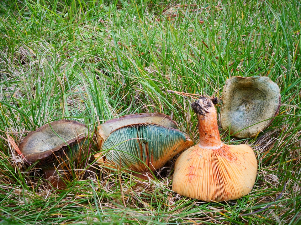 Lactarius deliciosus var. olivaceosordidus image