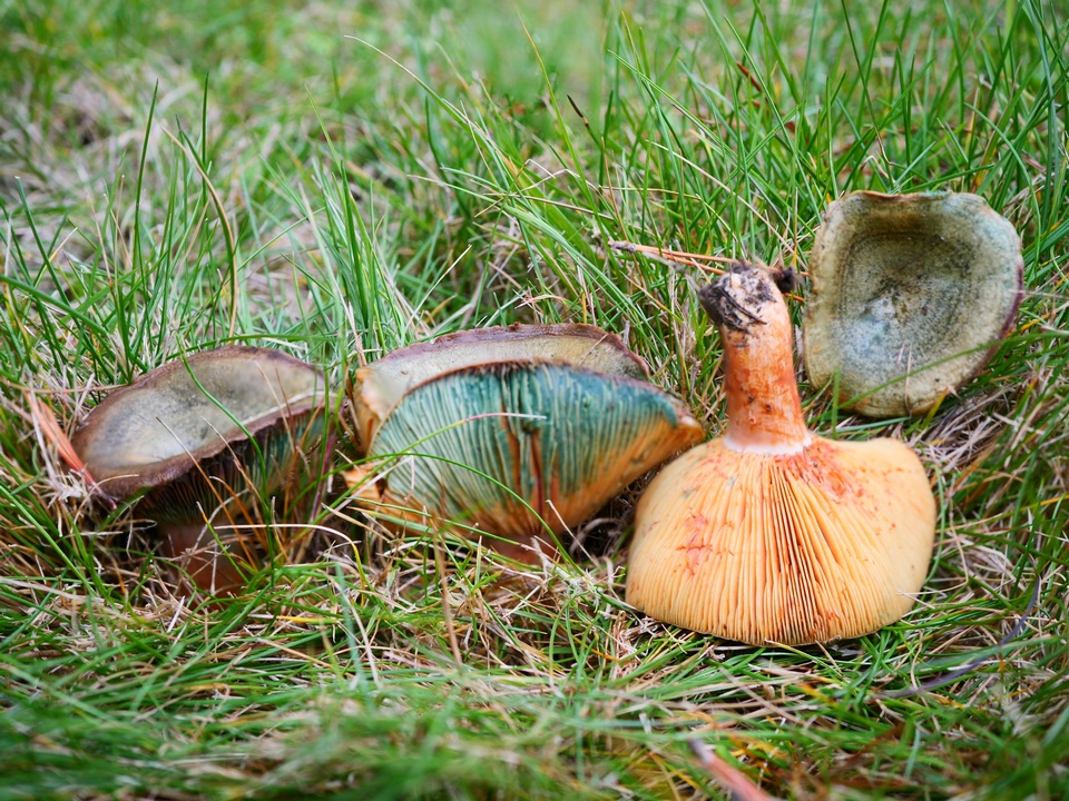 Lactarius deliciosus var. olivaceosordidus image