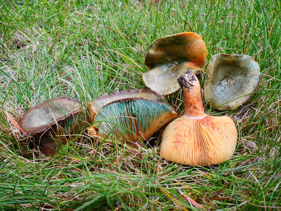 Lactarius deliciosus var. olivaceosordidus image
