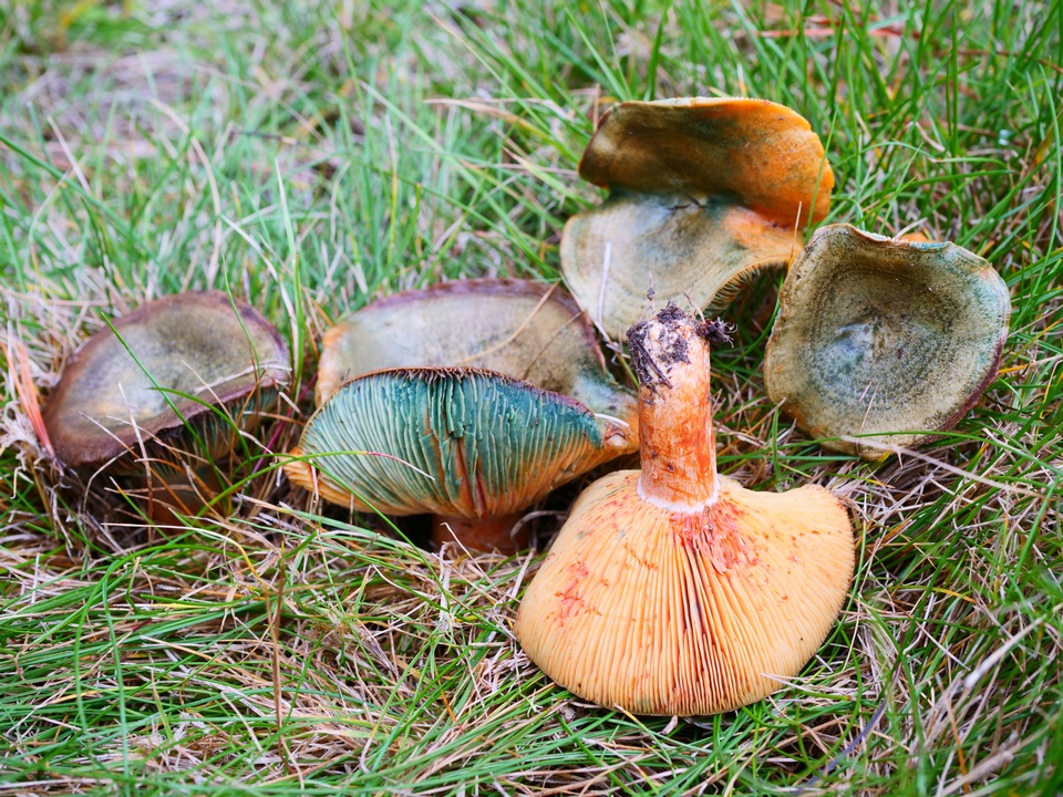 Lactarius deliciosus var. olivaceosordidus image