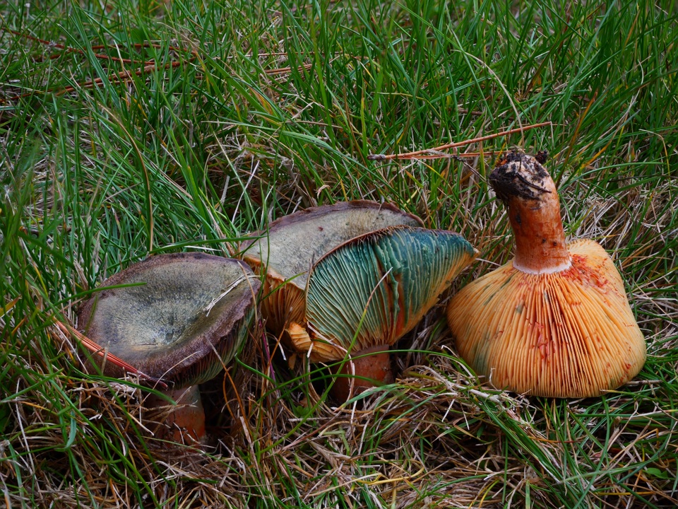 Lactarius deliciosus var. olivaceosordidus image