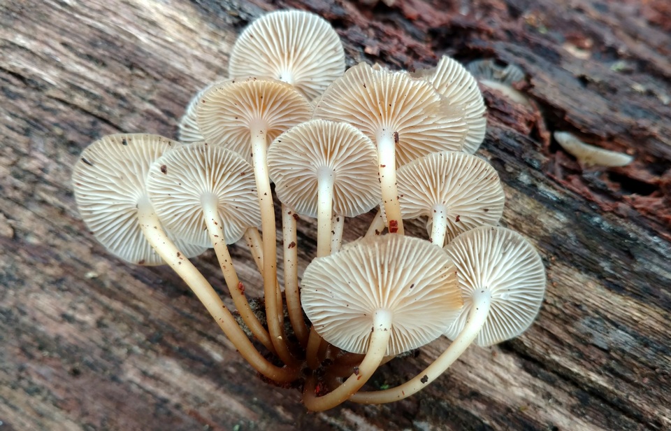 Mycena aprilis image