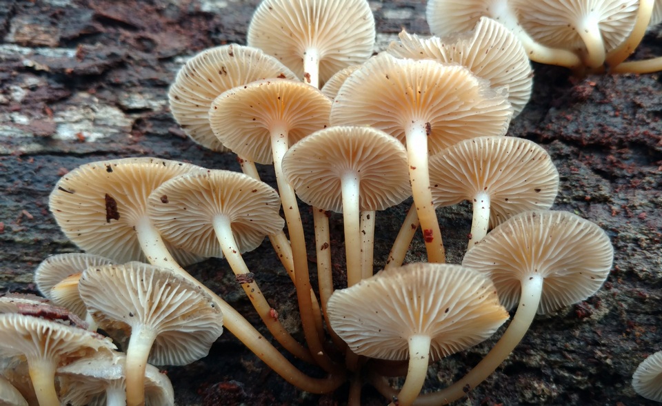 Mycena aprilis image