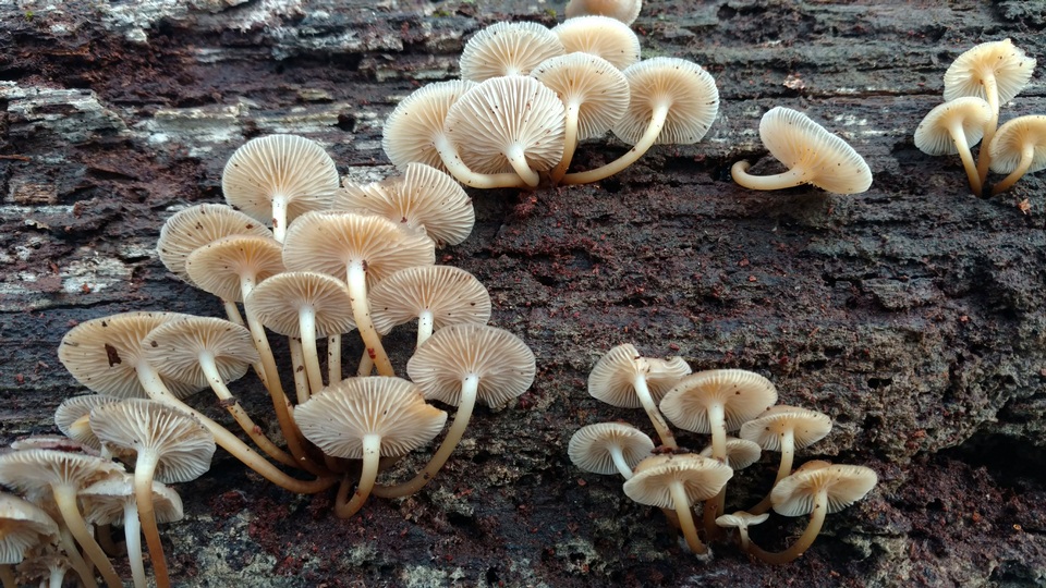 Mycena aprilis image