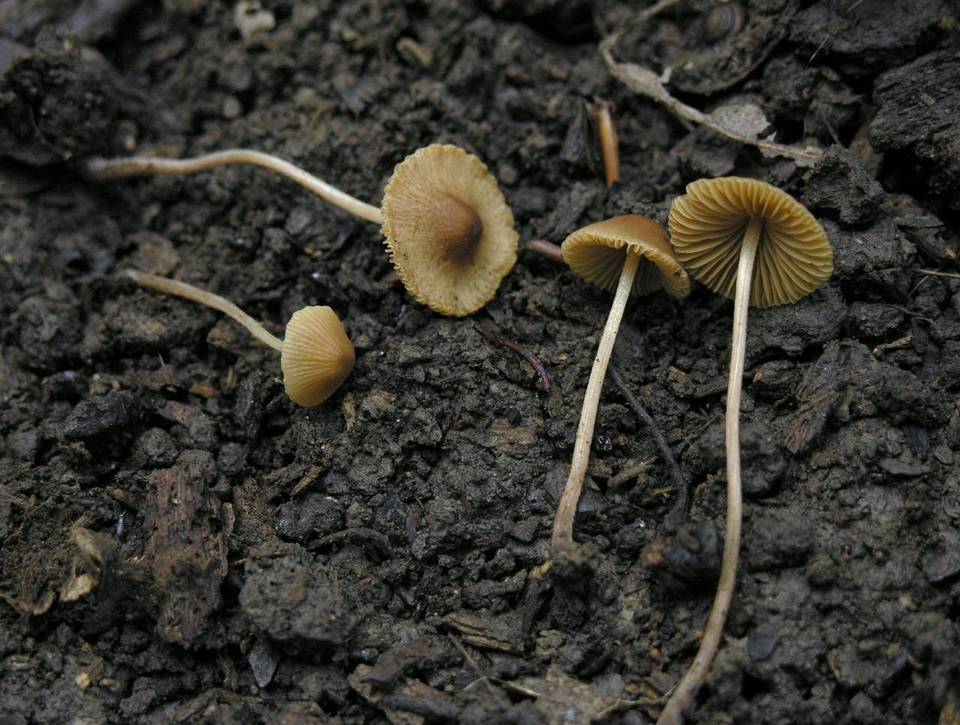 Conocybe siennophylla image