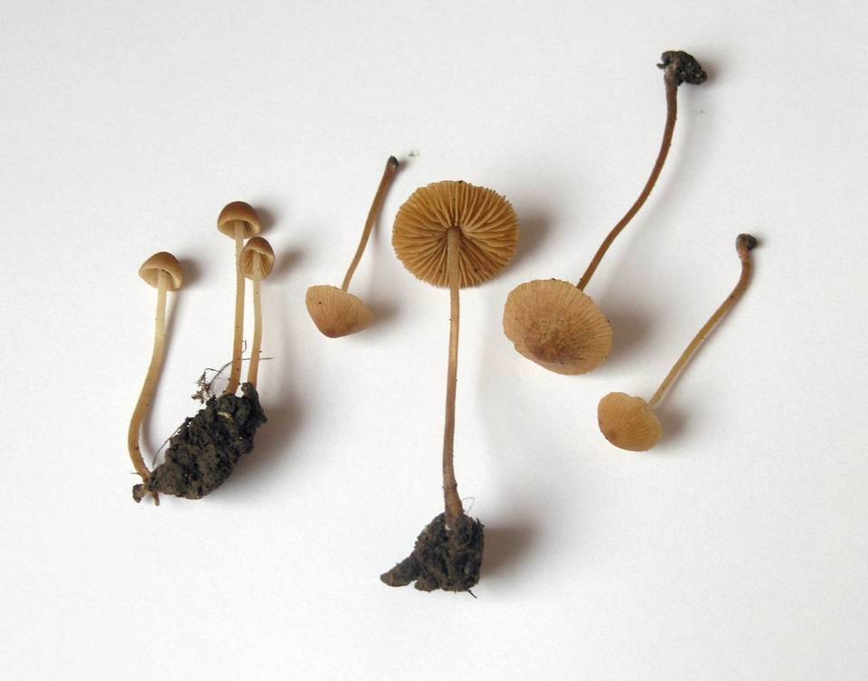 Conocybe siennophylla image
