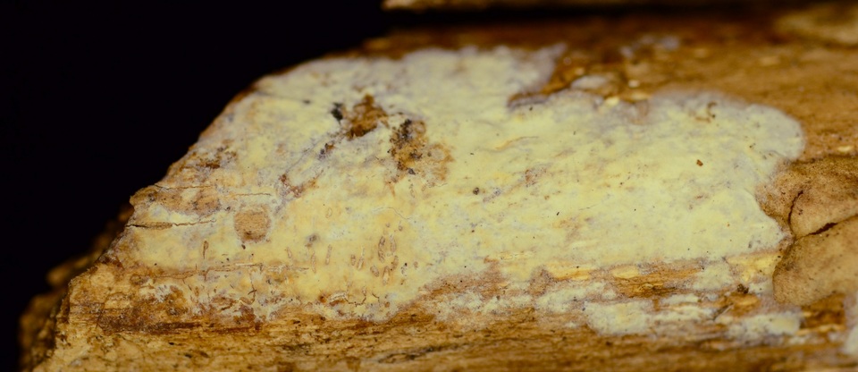 Radulomyces confluens image