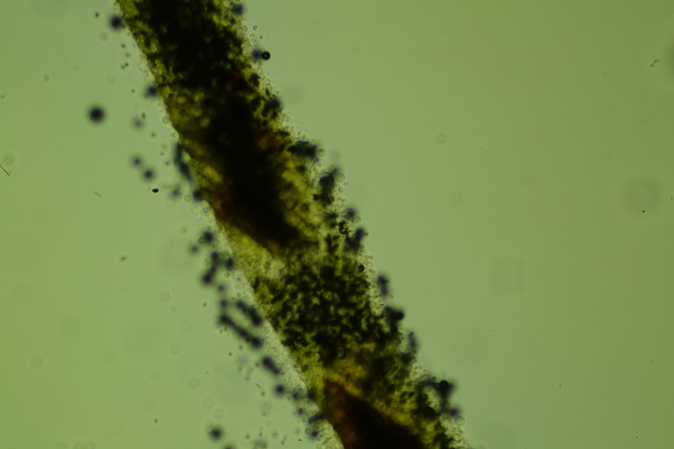 Radulomyces confluens image