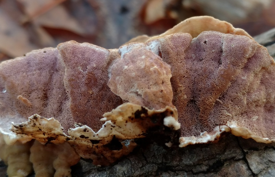 Skeletocutis lilacina image