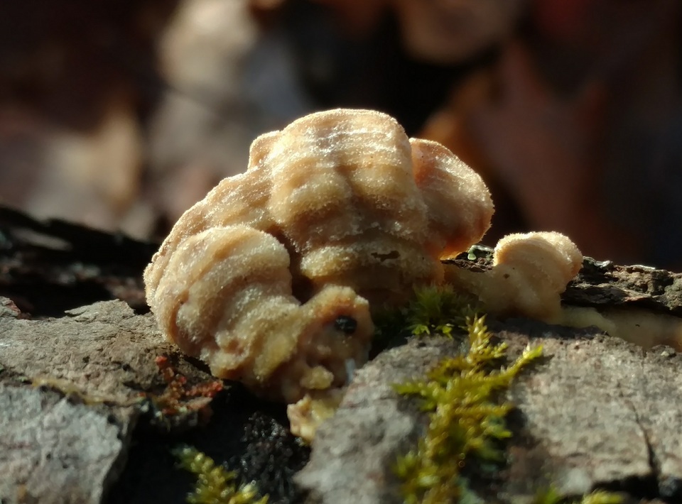 Skeletocutis lilacina image