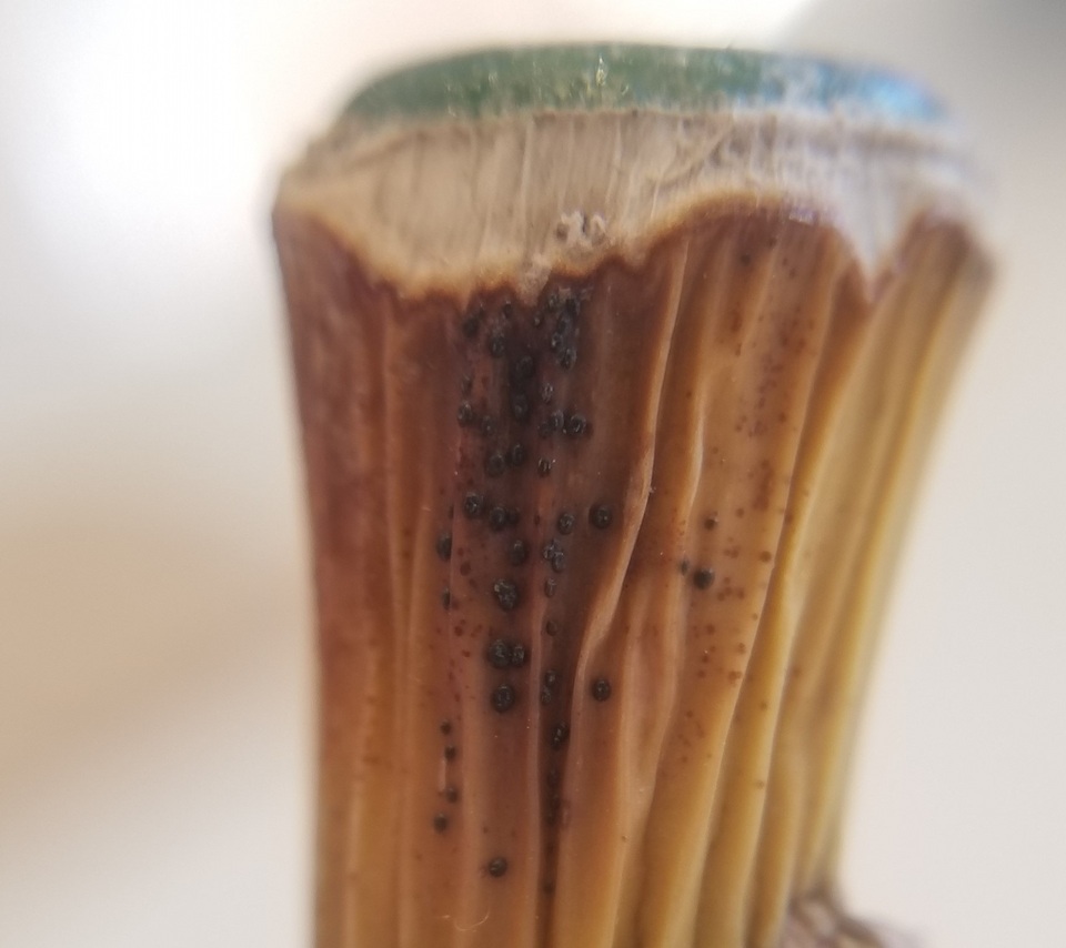 Colletotrichum dracaenophilum image
