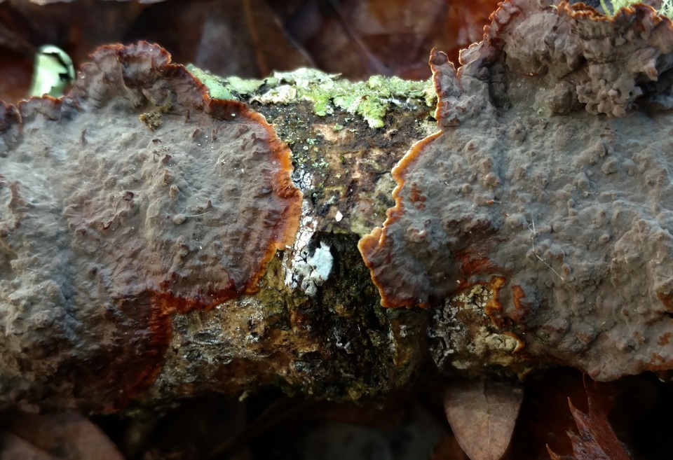 Punctularia strigosozonata image