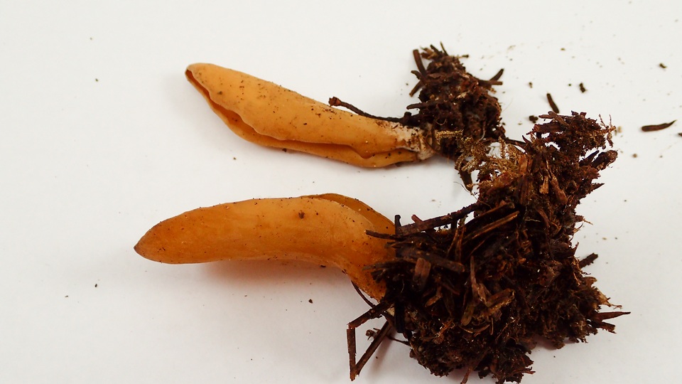 Otidea leporina image