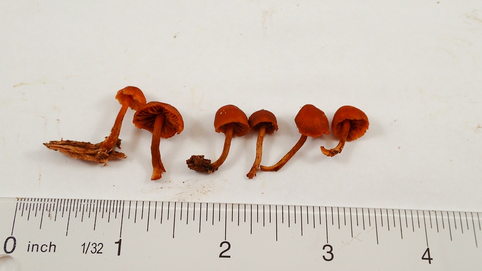 Gymnopilus rufescens image