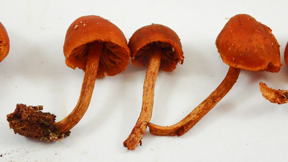 Gymnopilus rufescens image
