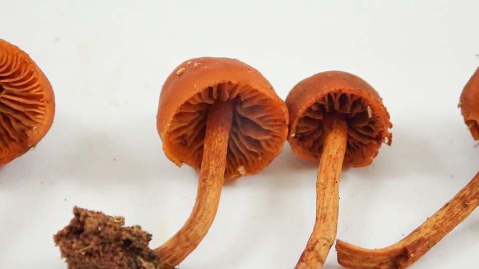 Gymnopilus rufescens image