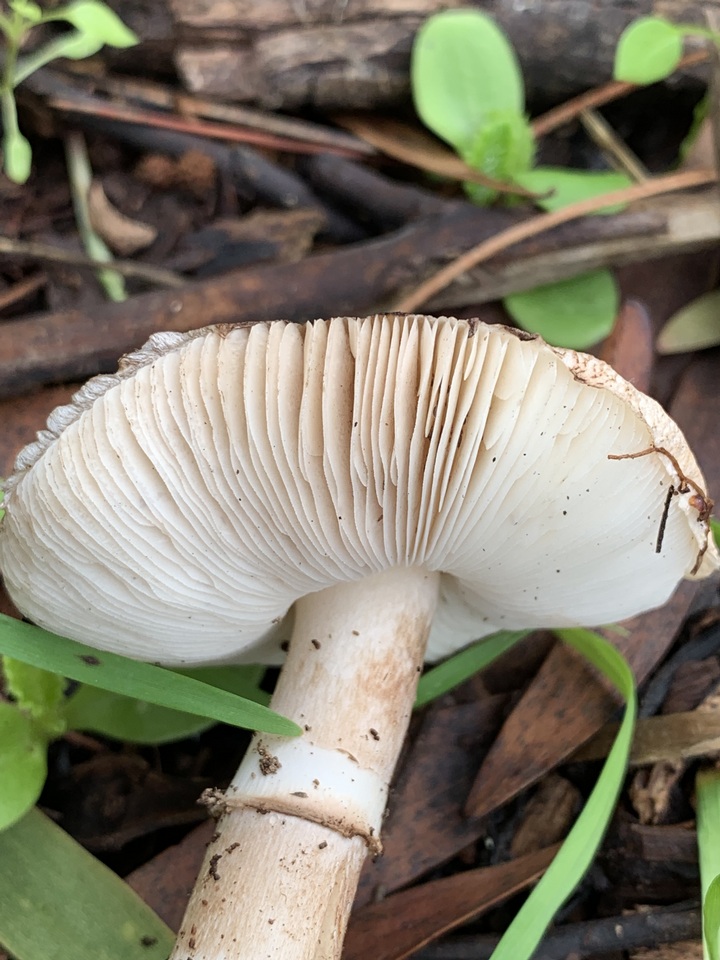 Leucoagaricus cupresseus image