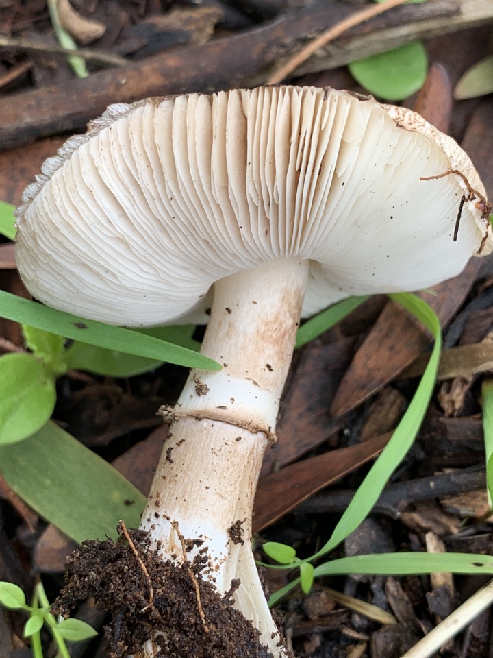 Leucoagaricus cupresseus image
