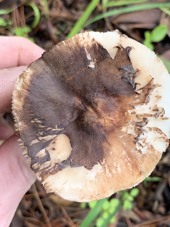 Leucoagaricus cupresseus image