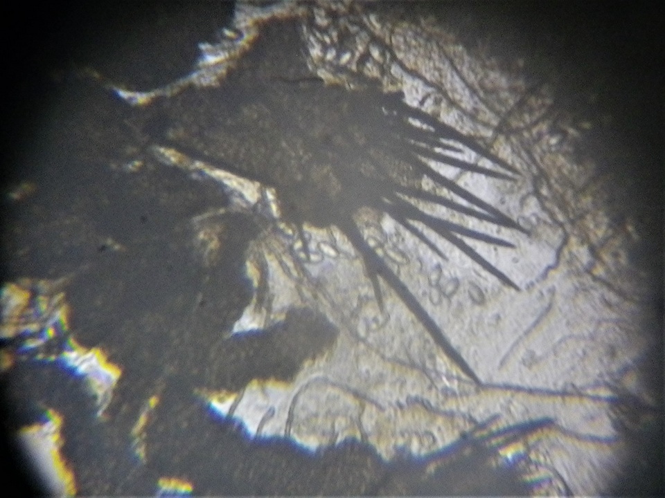 Trichodelitschia munkii image