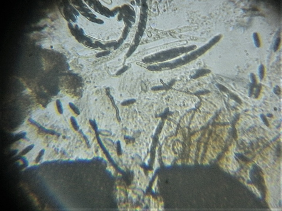 Trichodelitschia munkii image