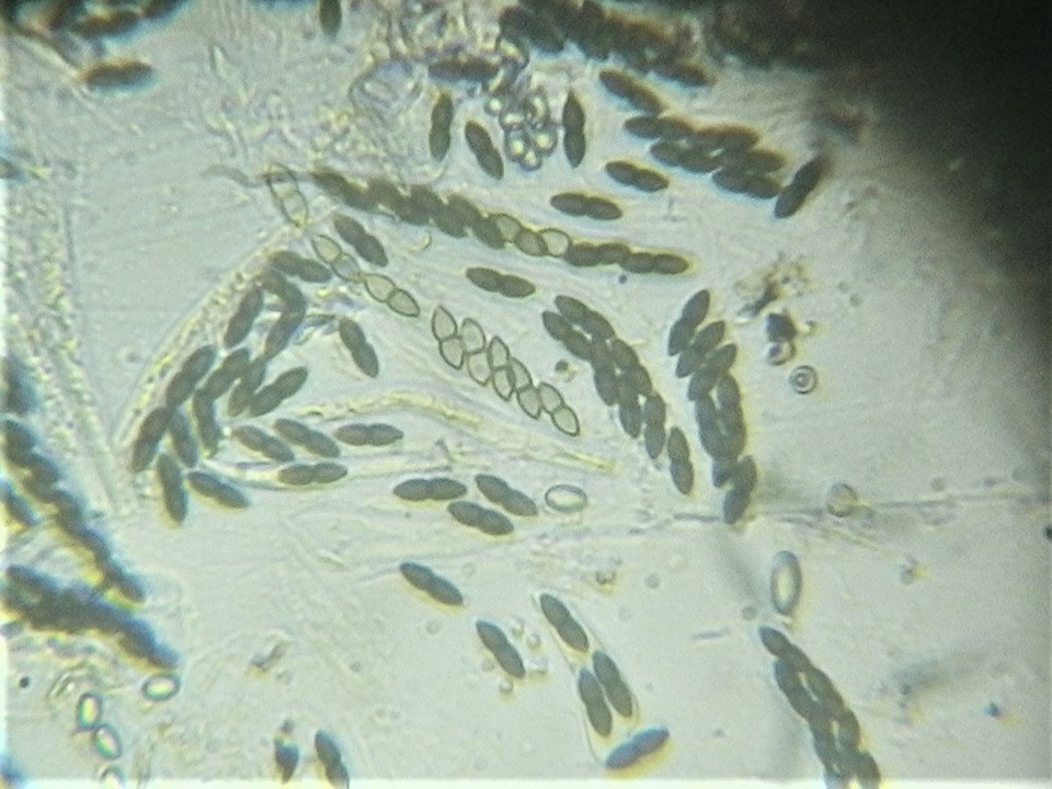Trichodelitschia munkii image