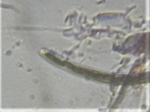 Phaeotrichaceae image