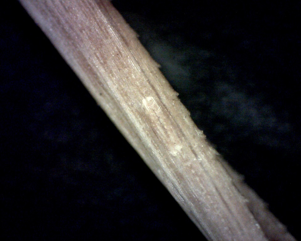 Cyclaneusma minus image
