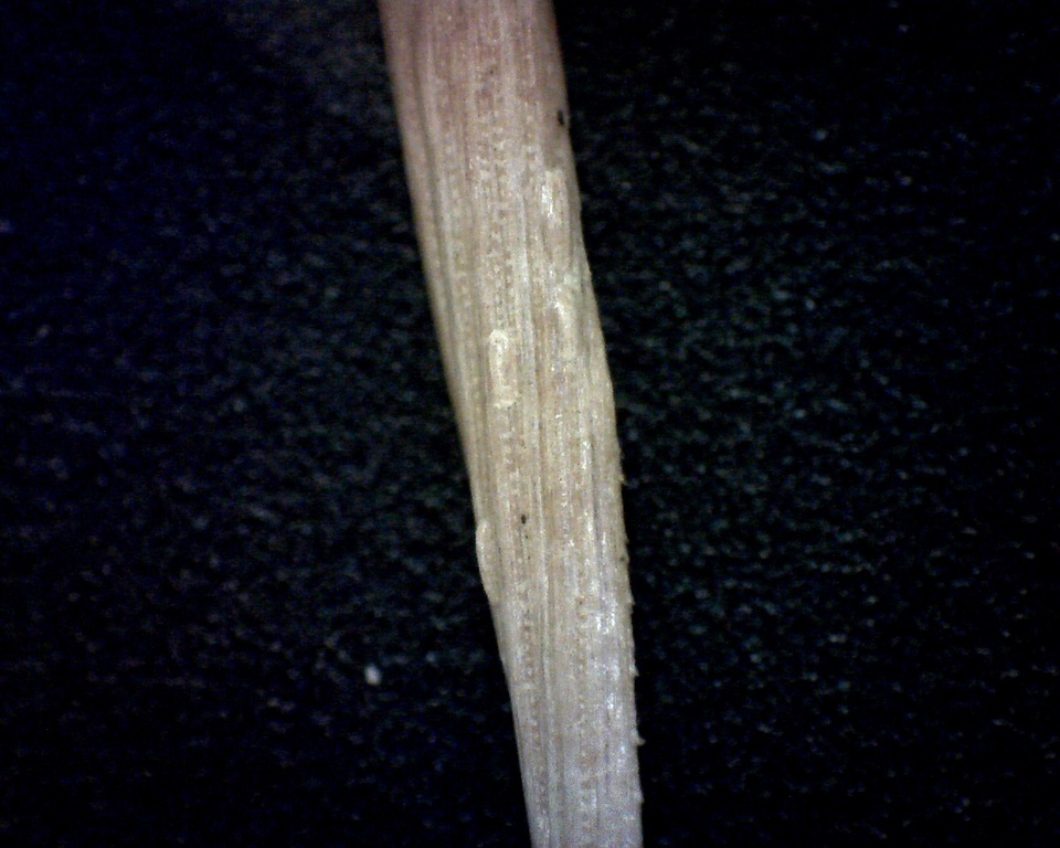 Cyclaneusma minus image