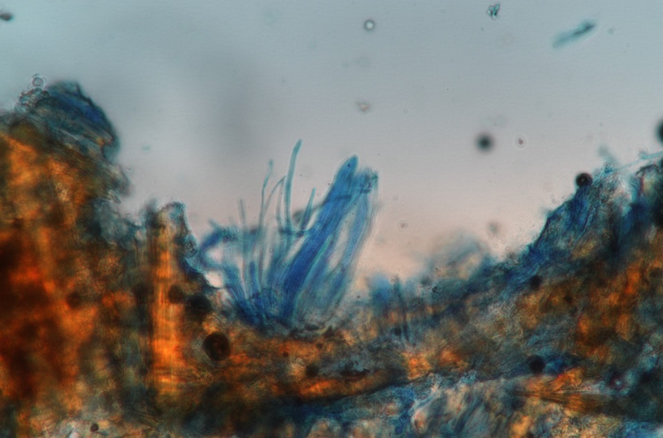 Cyclaneusma minus image