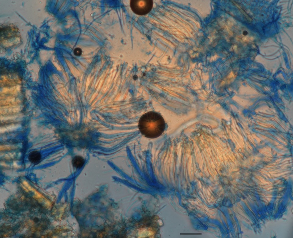 Cyclaneusma minus image