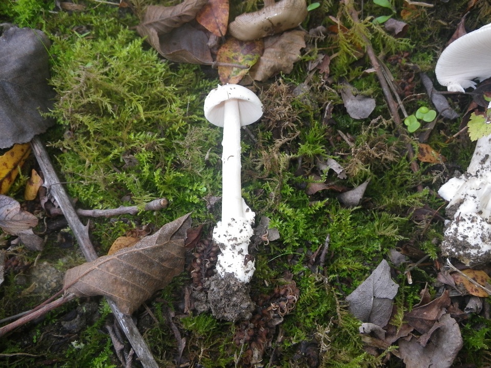 Amanita vaginata f. alba image