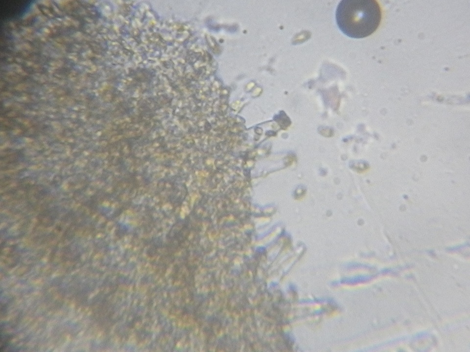 Galerina nana image