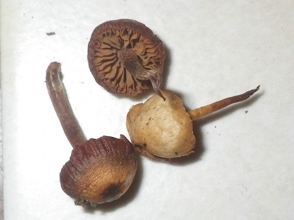 Galerina nana image