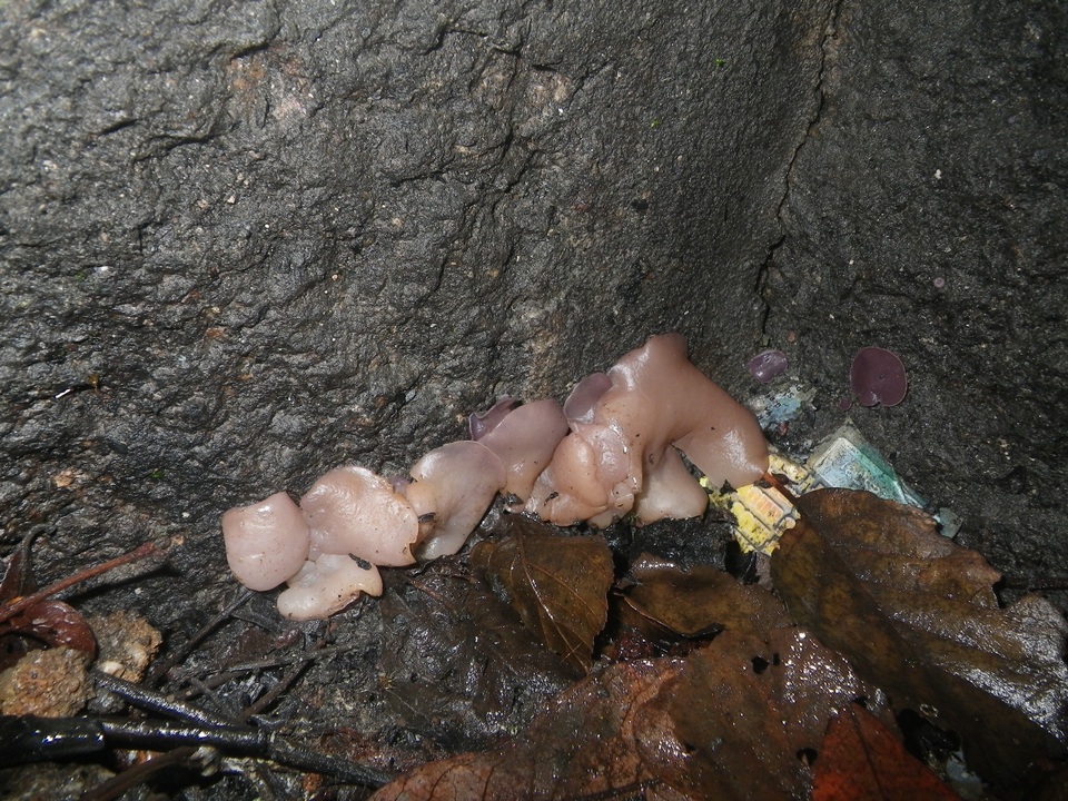 Peziza tenacella image