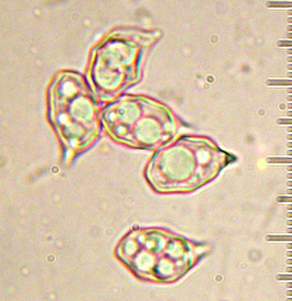 Leptonia decolorans image