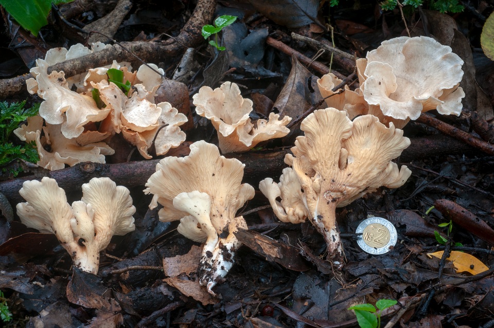 Gloeocantharellus pallidus image